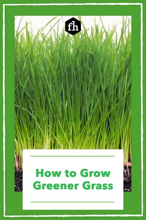 How To Grow Greener Grass Green Grass Landscaping Tips Grass