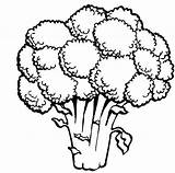 Broccoli Coloring Pages Vegetable Realistic Original Vegetables sketch template