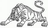 Colorare Tigre Disegni Bambini Feroce Animali Molto Tigri sketch template