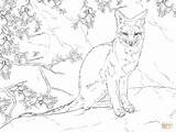 Fox Coloring Pages Gray Realistic Sitting Drawing Printable Swift Fennec Kleurplaat Grey Animals Color Hard Vossen Print sketch template