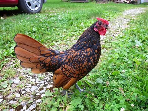 20 most popular chicken breeds great addition to your flock