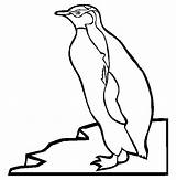 Pinguin Penguin Colorat Penguins Eyed Planse Desene Endangered Educative Trafic sketch template