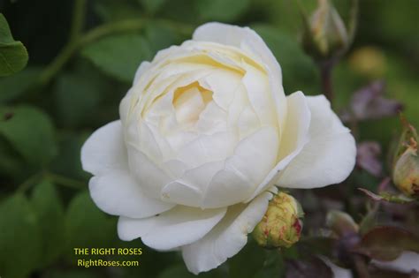claire austin rose review david austin    roses