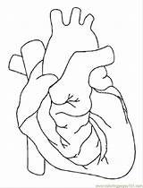 Circulatory System Drawing Getdrawings Coloring sketch template