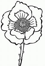 Poppy Coloring Flower Pages Drawing Colouring Poppies Clipart Kids Line Easy Printable Sheets Supercoloring Remembrance Decoloring Print Gif Color sketch template