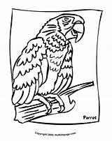 Parrot Parrots Papagei Seite sketch template