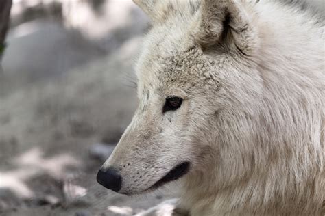 arctic wolf  stock photo public domain pictures