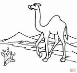 Desierto Coloring Camello Deserto Camel Colorare Cammello Camellos Camels Disegni Sahara Camelo Rysunek Desiertos Kolorowanki Wielbłąd Disegnare sketch template