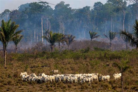 amazon fires impact  rainforest    brazil