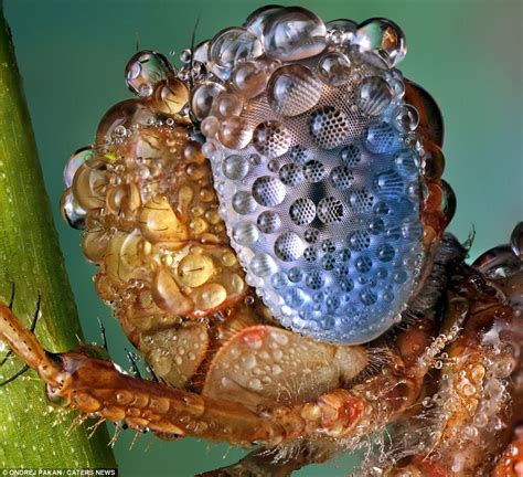 bugs amazing  show microscopic insects coping   downpour