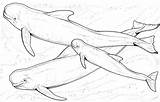 Beluga Coloring Whale Families Pages Coloringbay sketch template