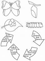 Mariposa Ciclo Ciencia Divertida Pintar sketch template