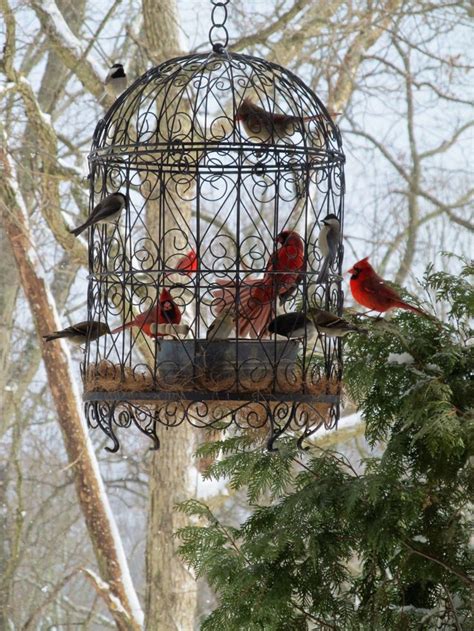 inspirational cardinal bird house plansbird cardinal house inspirational plans bird