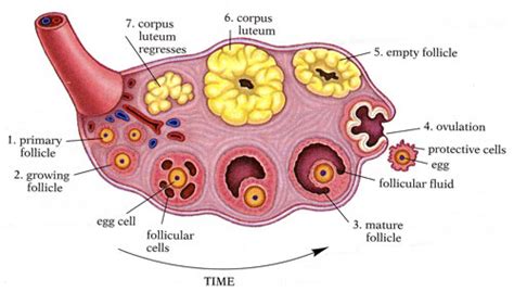 human female reproductive system hubpages