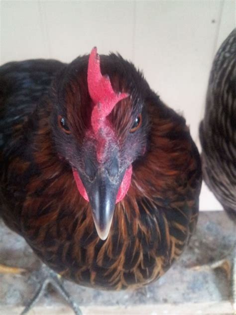 Black Spots On Comb Backyard Chickens Learn How To
