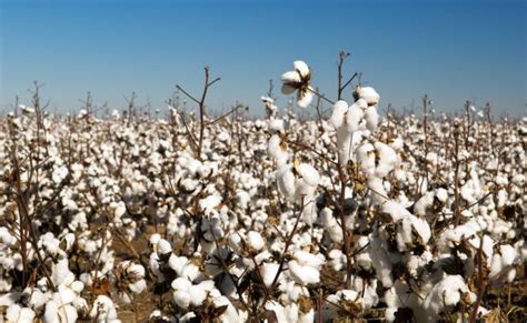 Cotton Farming Detailed Information Guide Agri Farming