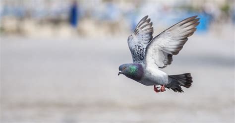 google pigeon update affected local search results