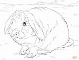 Coloring Pages Bunny Realistic Rabbit Color Printable Largest Print sketch template