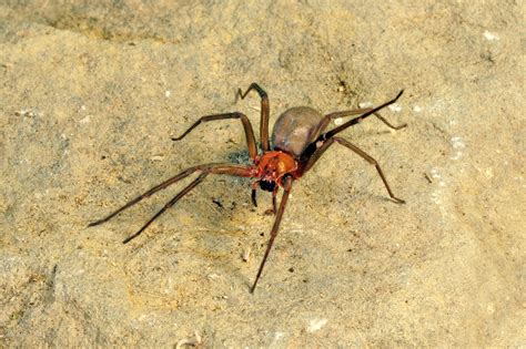 aranha venenosa conheca  mais perigosas   inofensivas guia animal