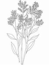 Breath Coloring Gypsophila Drawing Baby Babys Pages Flower Hyacinth Flowers Printable Snapdragon Tattoo Supercoloring Tattoos Drawings Getcolorings Hyacinthus Print sketch template
