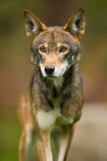 wild south red wolf canis rufus