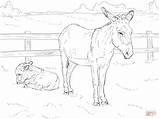 Esel Ausmalbilder Donkey Ausmalbild Fohlen Kostenlos Ausdrucken Burro Tierbabys Colorare Donkeys Marias Asino sketch template