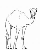 Camel Drawing Draw Drawings Desert Camels Animal Sketches Cute Simple Animals Getdrawings Paintingvalley Hopefully Choose Board Lesson sketch template
