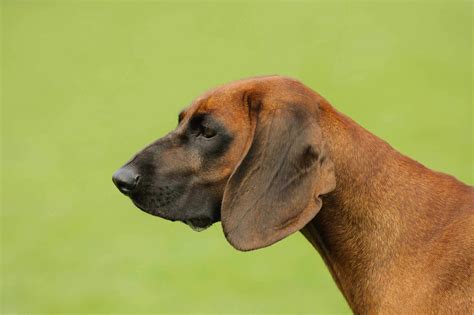 bavarian mountain hound dog breed   bavarian mountain hound