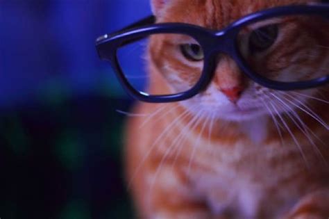 hipster nerd glasses tamed by cats gatas