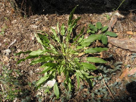 rumex acetosa  plants   world  kew science