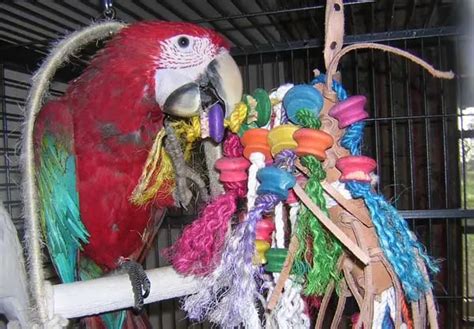 parrot toys   parrot toys   feathered friend