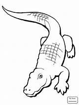 Alligator Coloring American Drawing Crocodile Realistic Pages Simple Line Chinese Printable Clip Cute Unknown Clipart Cliparts Alligators Drawings Color Skill sketch template