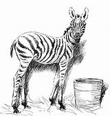 Coloring Zebra Zebras sketch template