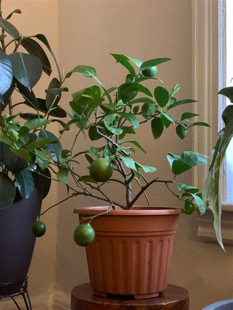 grow citrus indoors  brought  lime tree