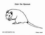 Opossum Coloring sketch template