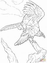 Coloring Vulture Turkey Pages Realistic Drawing Line Printable Drawings Getdrawings sketch template