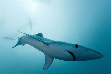 blue sharks photograph  mike korostelev national geographic