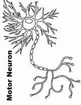 Neuron Coloring Motor Checklist Materials sketch template
