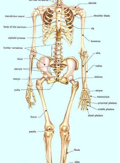 anatomy   bones   human body jul   thought