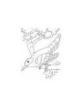 Coloring Cuckoo Branch Sitting Bird sketch template