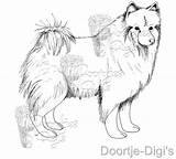 Keeshond Realistische Pomeranian sketch template
