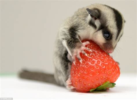 feed  sugar gliders correctly  common mistakes   owner animal lova