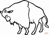 Bison Bisonte Americano Bufalo Ausmalbild Umriss Classique Buffaloes Mammals sketch template