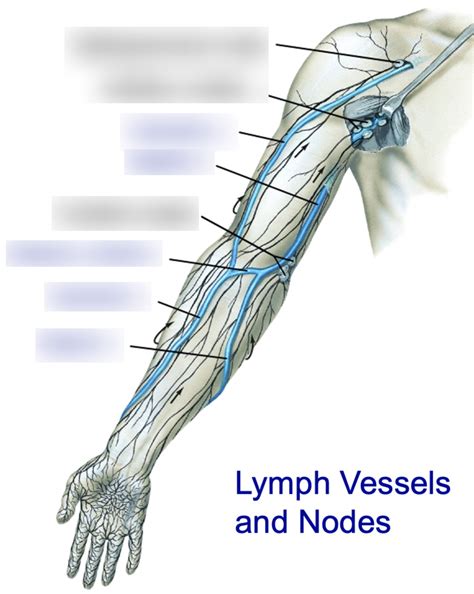 lymph vessels  nodes   arm diagram quizlet
