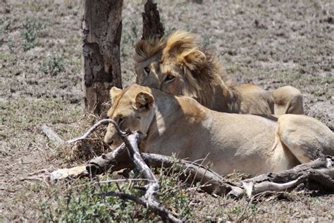 wildlife photos african lion how do lions have sex wildlife photos