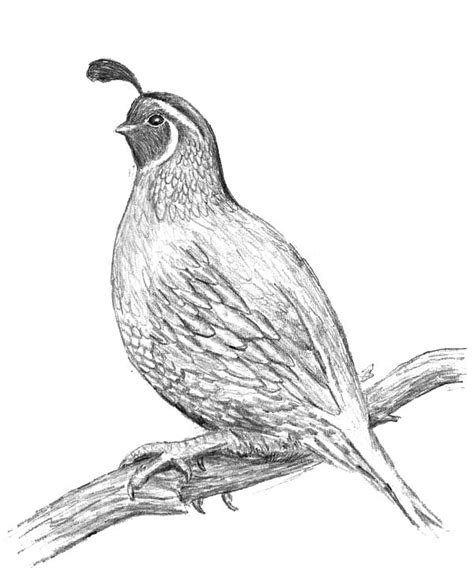 awesome drawing  quail coloring page color luna