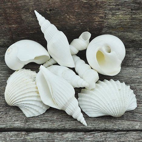 average shell size  mm shells sea shells seashells bulk