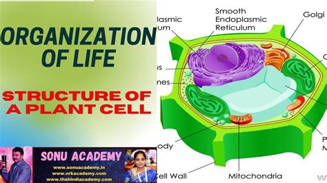 parts  plant cell diagram simple functions  diagram
