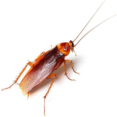cockroach facts  body  behaviors  household roaches