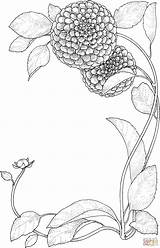 Zinnia Supercoloring Ausmalbilder Botany Zierrahmen Botanist Zinnias sketch template